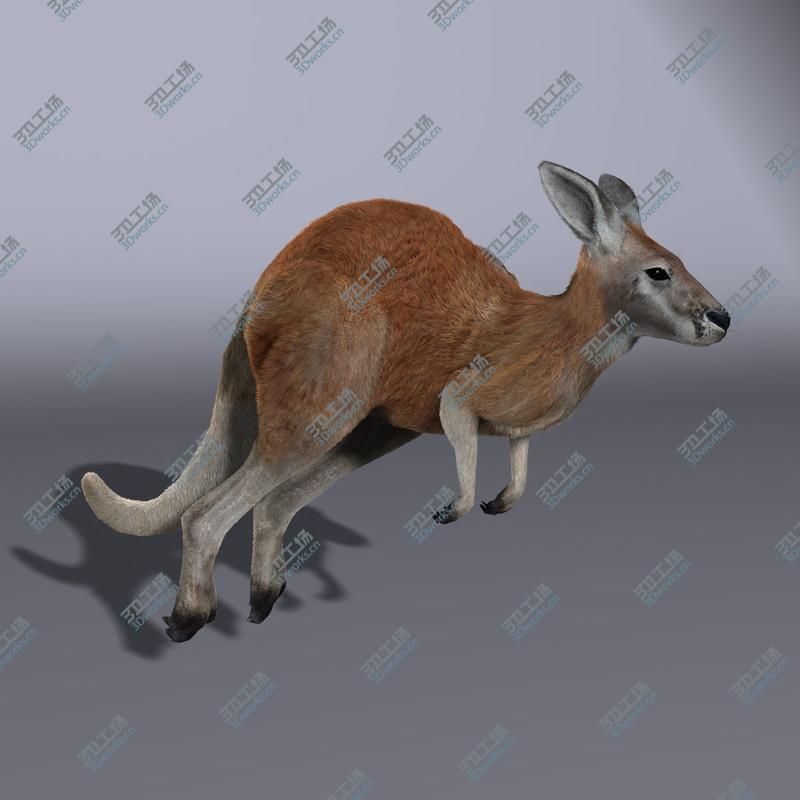 images/goods_img/202104094/Kangaroo (RIGGED) (FUR)/2.jpg